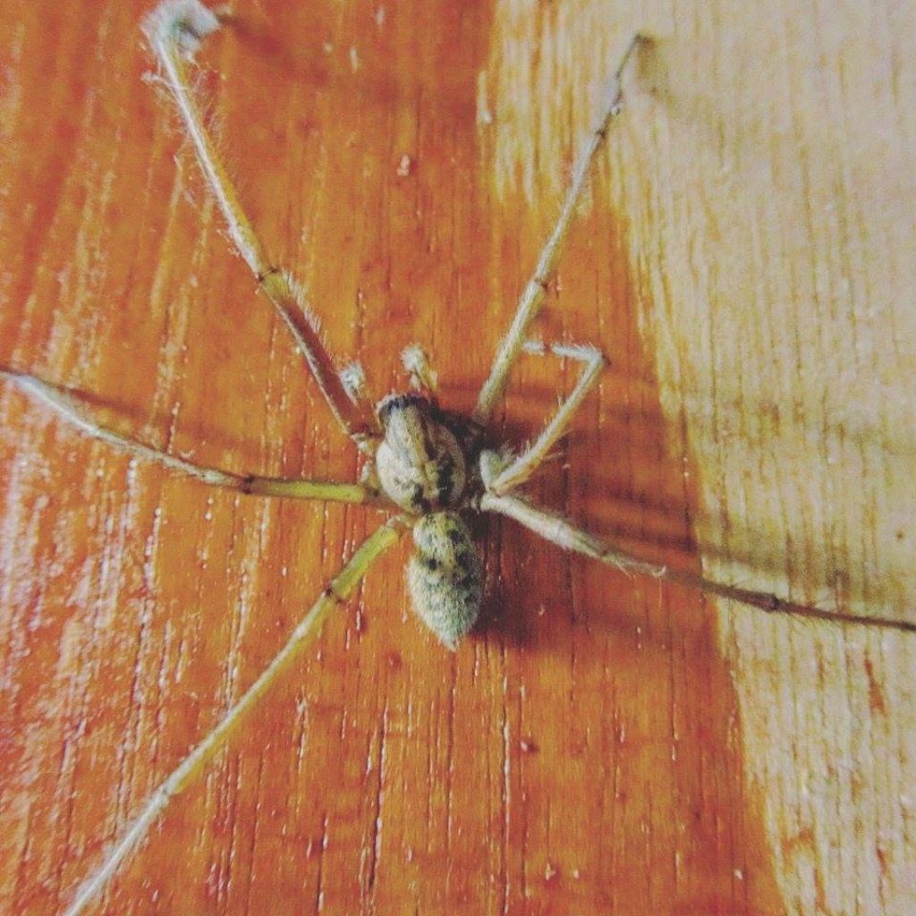 Eratigena atrica, maschio (Agelenidae) e Araneus diadematus, femmina (Araneidae)